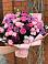 Букет цветов из: Хризантемы, Розы и Лизиантусы в Пяозерский